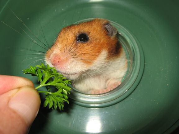 My hamster Lucy enjoying parsley.