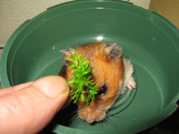 My hamster Lucy enjoying parsley.
