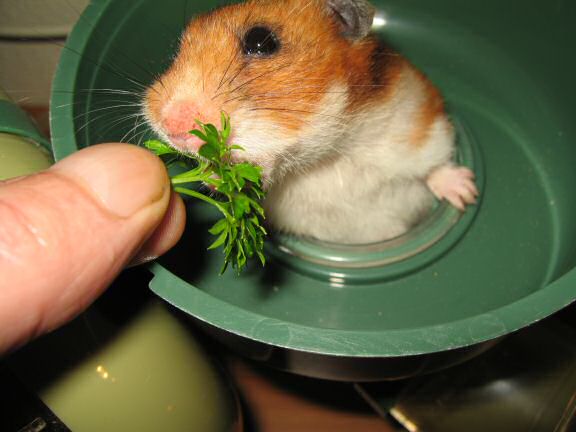 My hamster Lucy enjoying parsley.