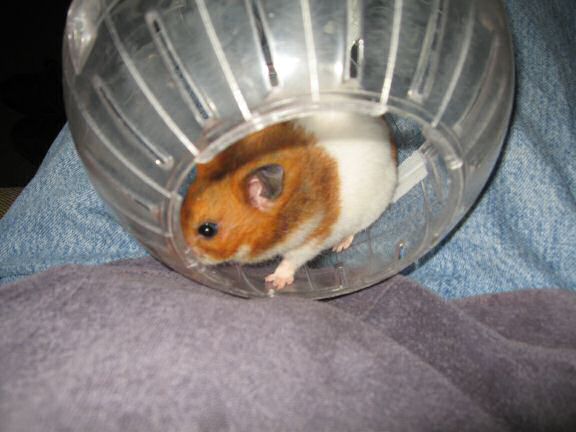 My hamster Lucy getting out of her Explorer ball.