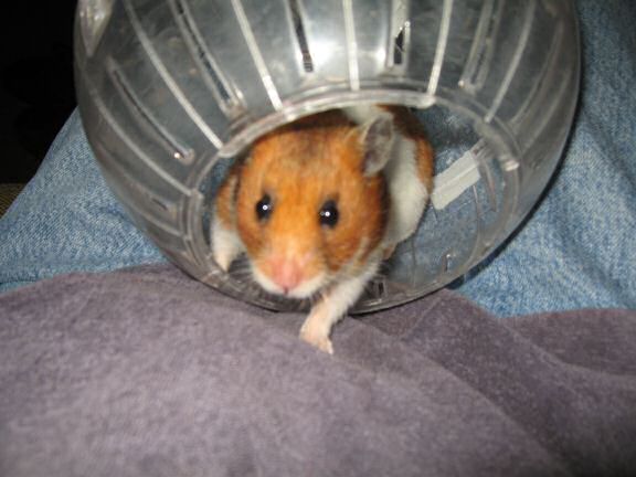 My hamster Lucy getting out of her Explorer ball.