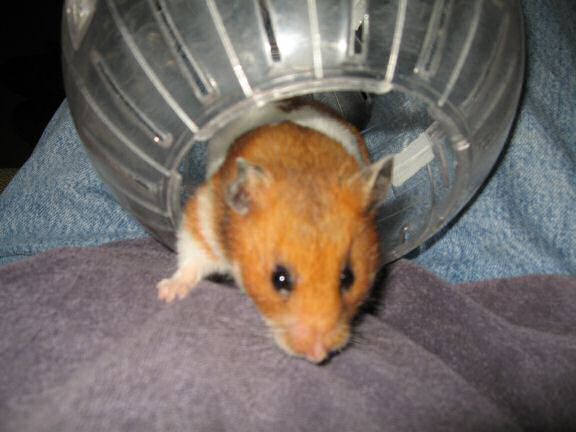 My hamster Lucy getting out of her Explorer ball.