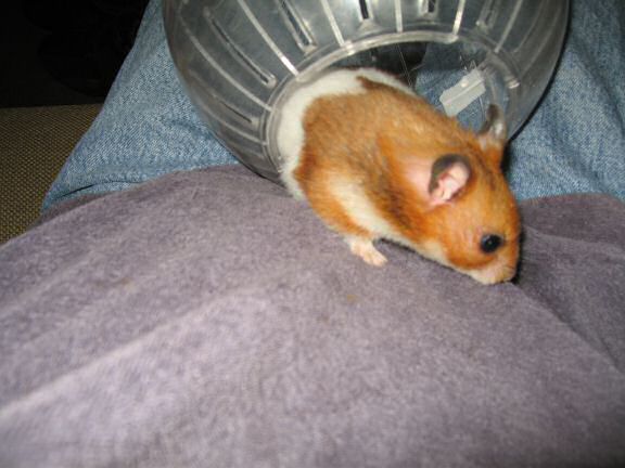 My hamster Lucy getting out of her Explorer ball.