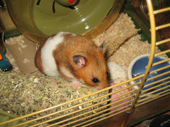 My hamster Lucy inspecting the repaired FT100.