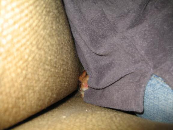 Behind the scenes at HamsterTracker by my hamster Lucy.