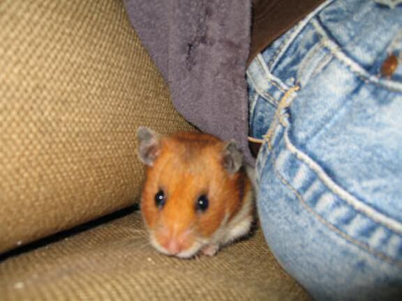 Behind the scenes at HamsterTracker by my hamster Lucy.