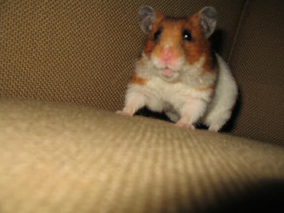 Behind the scenes at HamsterTracker by my hamster Lucy.