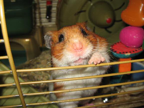 My hamster Lucy's first Fit.