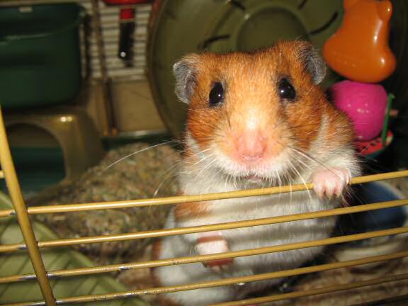 My hamster Lucy's first Fit.