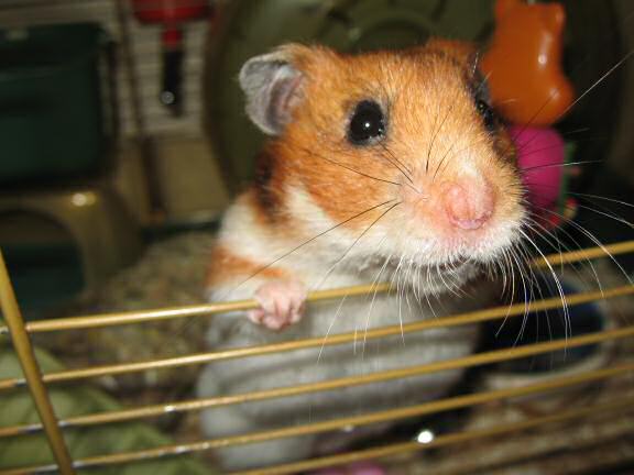 My hamster Lucy's first Fit.