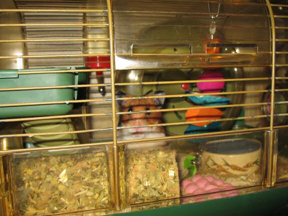 Trying to kiss my hamster Lucy.