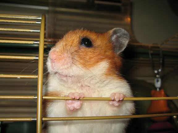 Trying to kiss my hamster Lucy.