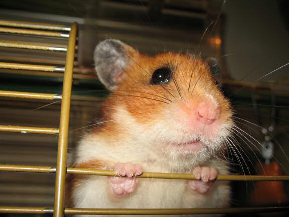 Trying to kiss my hamster Lucy.