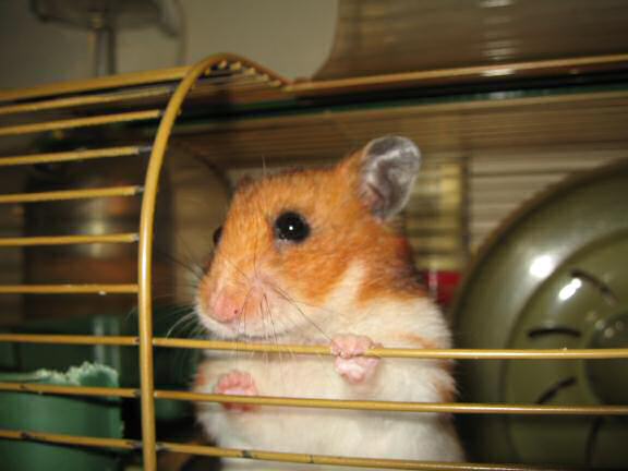 Trying to kiss my hamster Lucy.