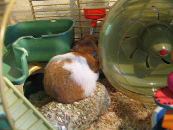 My hamster Lucy redocorating the cage.