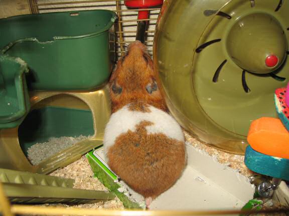 My hamster Lucy redocorating the cage.