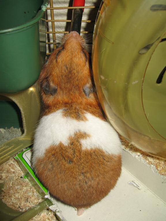 My hamster Lucy redocorating the cage.