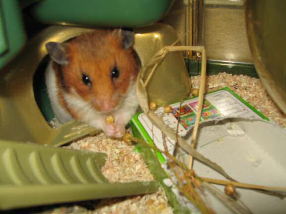 My hamster Lucy redocorating the cage.