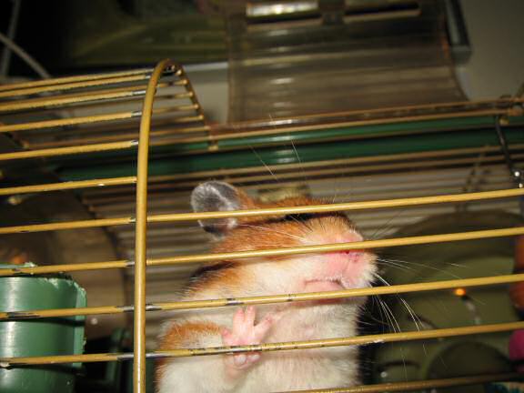 My hamster Lucy reminding us all.