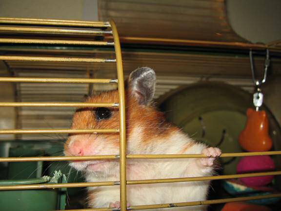 My hamster Lucy reminding us all.