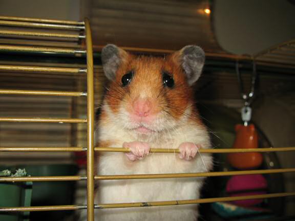 My hamster Lucy reminding us all.