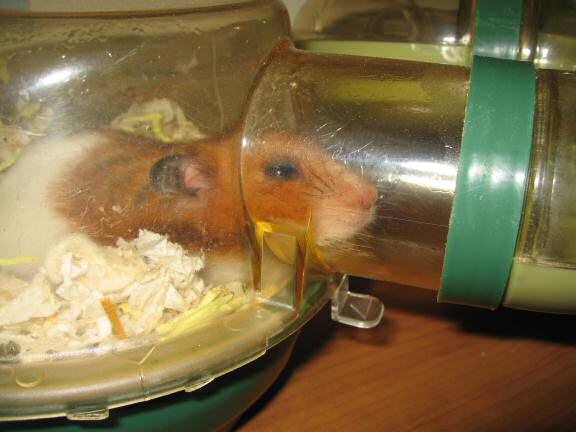 My hamster Lucy knows me too well.