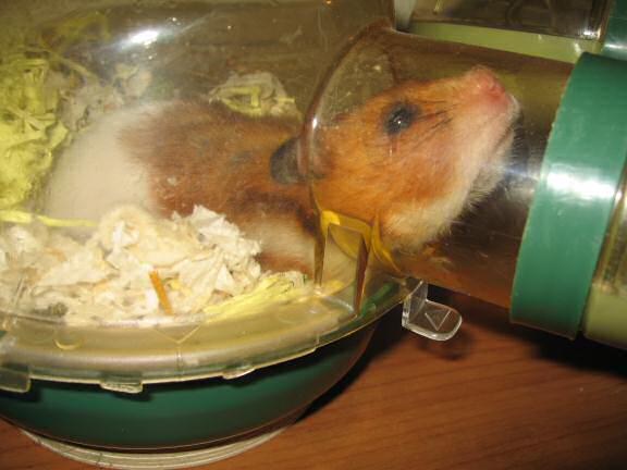 My hamster Lucy knows me too well.