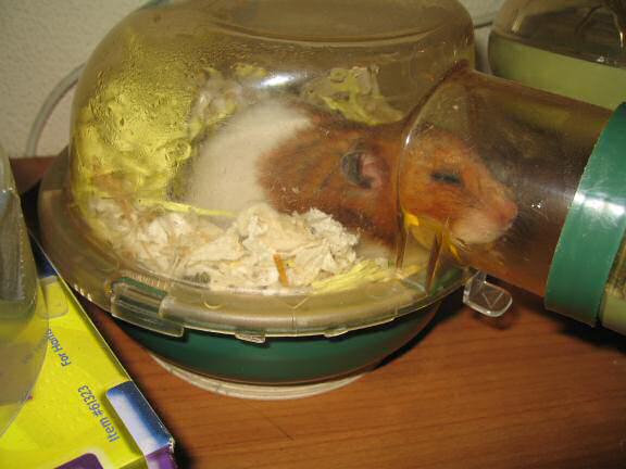 My hamster Lucy knows me too well.