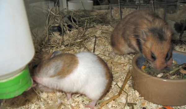 My hamster Lucy having a drink, just before me adopting her.