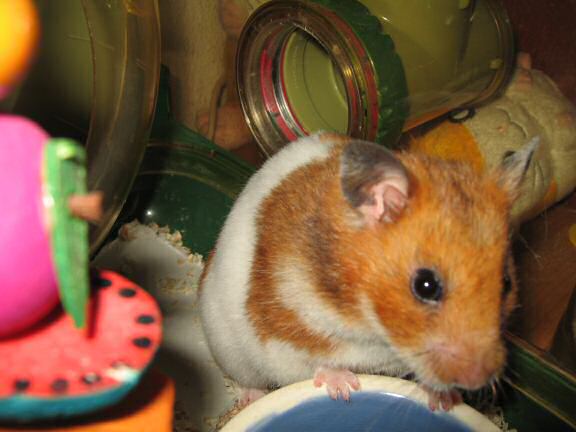My hamster Lucy having a drink, just before me adopting her.