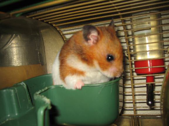 My hamster Lucy Groovin'.