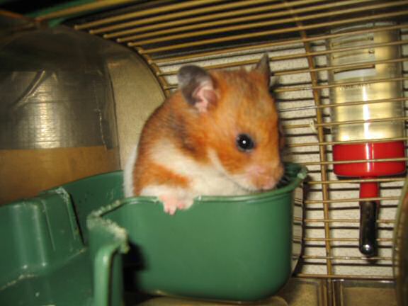 My hamster Lucy Groovin'.