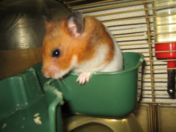 My hamster Lucy Groovin'.