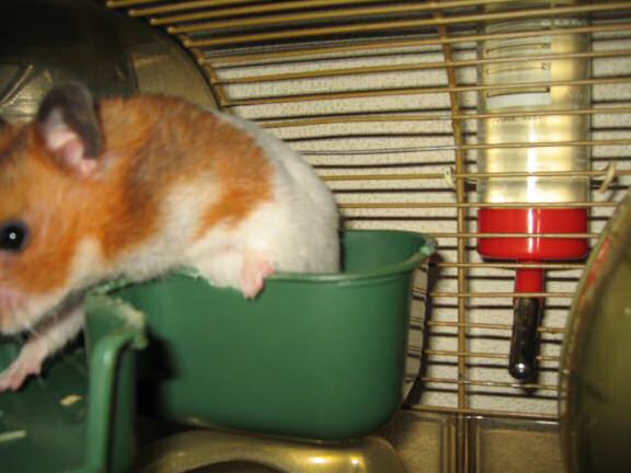 My hamster Lucy Groovin'.