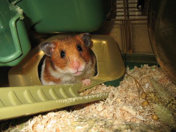 My hamster Lucy Orderin' ...