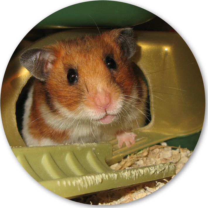 My hamster Lucy Orderin' ...