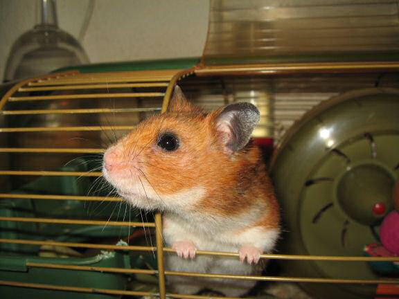 My hamster Lucy Orderin' ...