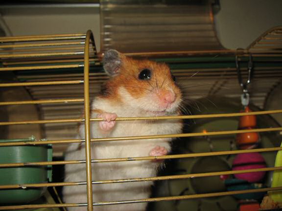 My hamster Lucy Orderin' ...