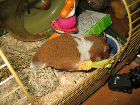 My hamster Lucy's Exploring.