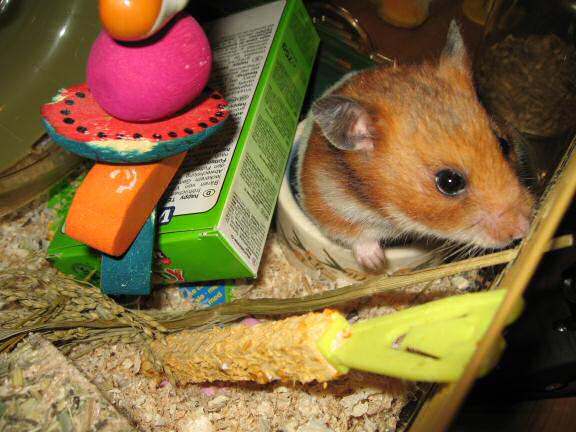 My hamster Lucy's Exploring.