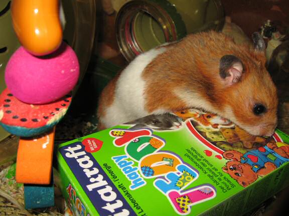 My hamster Lucy's Exploring.