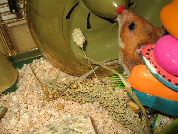 My hamster Lucy's Exploring.