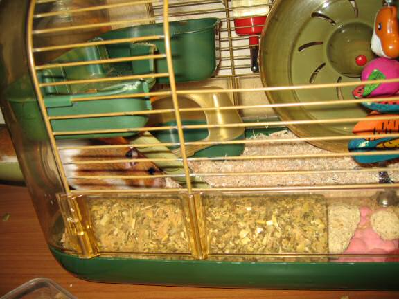 My hamster Lucy's latest cage clean.
