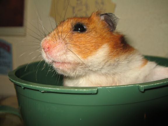 My hamster Lucy's speech ...