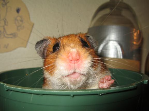 My hamster Lucy's speech ...