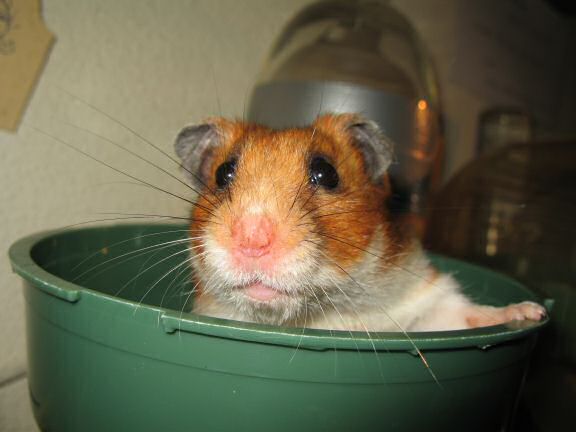 My hamster Lucy's speech ...