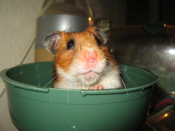 My hamster Lucy's speech ...