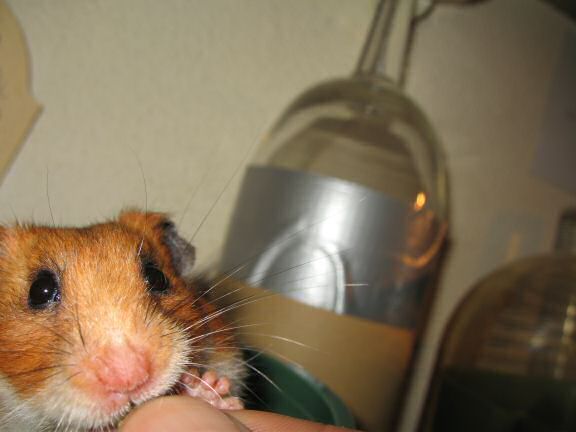 My hamster Lucy's speech ...