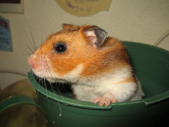 My hamster Lucy's speech ...