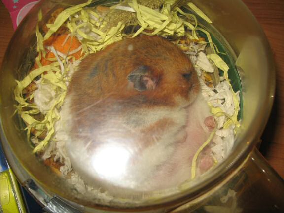 My hamster Lucy relaxing it to the max ...